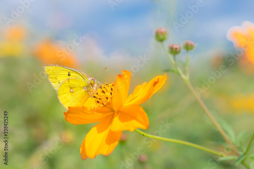 花畑と蝶