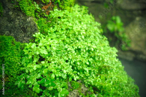 moss grows on a rock