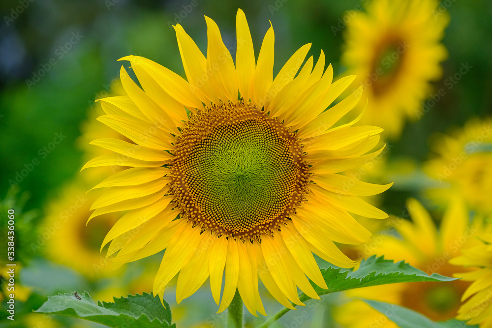closeup sunflower and working bee nature background closeup sunflower and working bee nature background