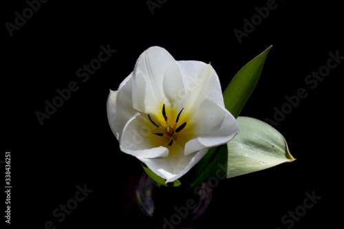 Fototapeta Naklejka Na Ścianę i Meble -  White developing tulip flower 4..