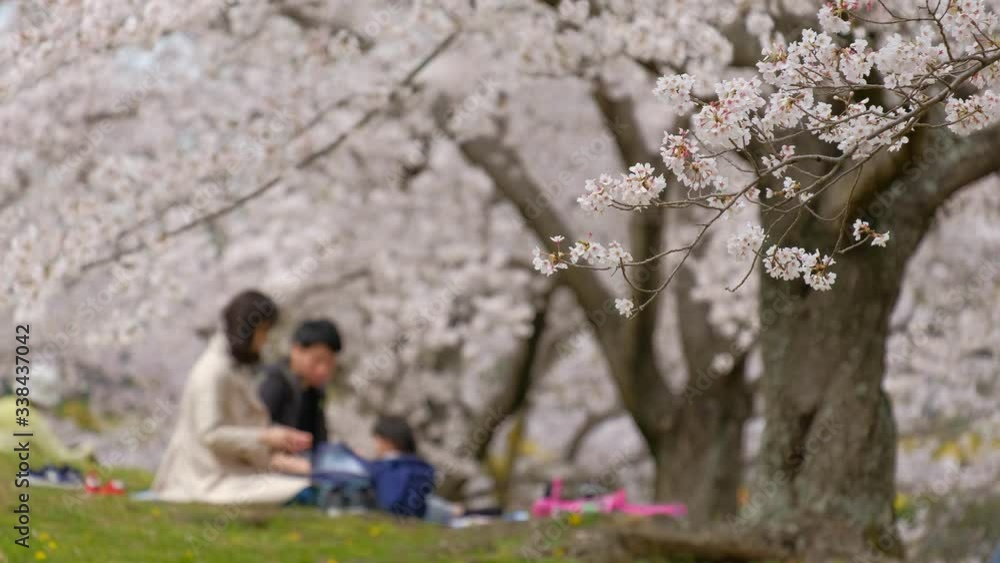 お花見をする家族 親子 公園 桜 お花見をする家族 親子 公園 桜