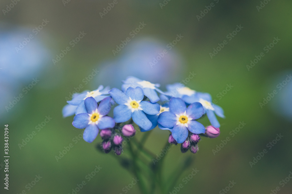 Wildflower Alpine Forget-me-not flower / Myosotis alpestris Wildflower Alpine Forget-me-not flower / Myosotis alpestris