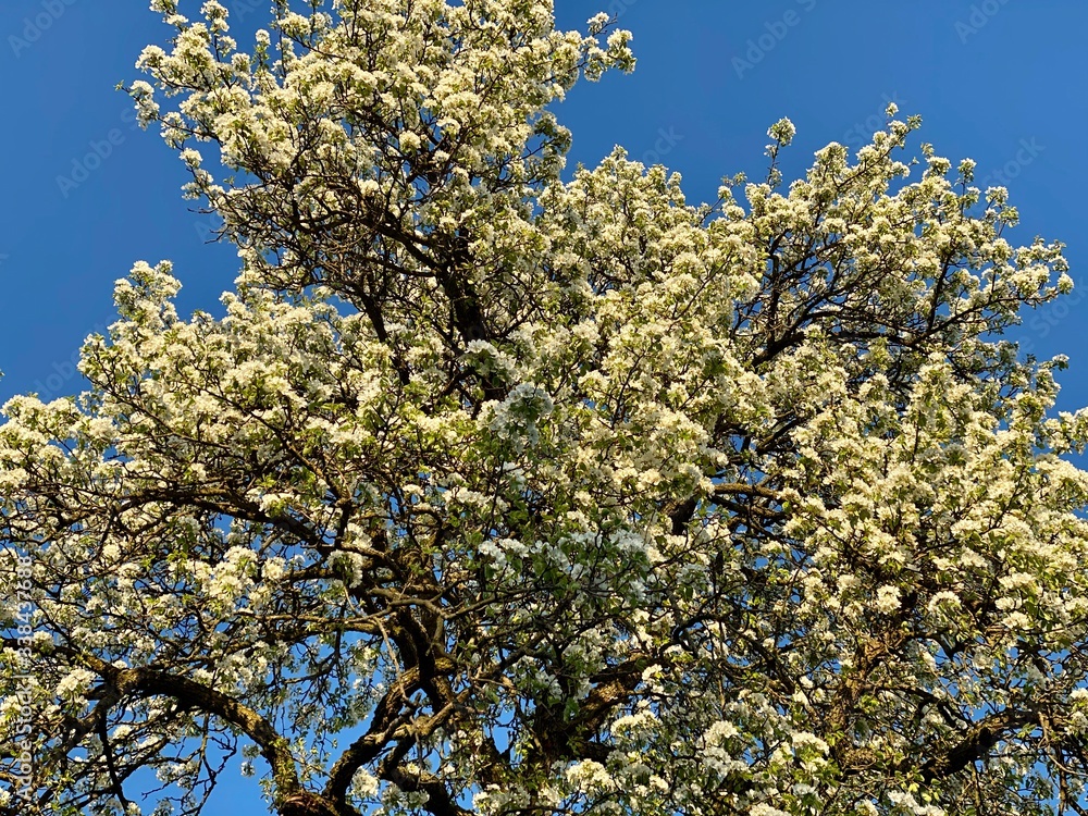 Blooming apple tree on a meadow against blue sky in springtime