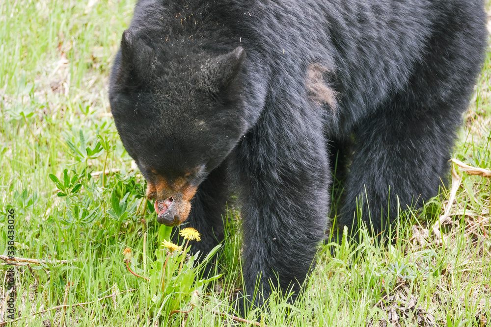 An injured black bear in the grass, part of the nose is gone, trees in the background, Manning Park, Canada An injured black bear in the grass, part of the nose is gone, trees in the background, Manning Park, Canada
