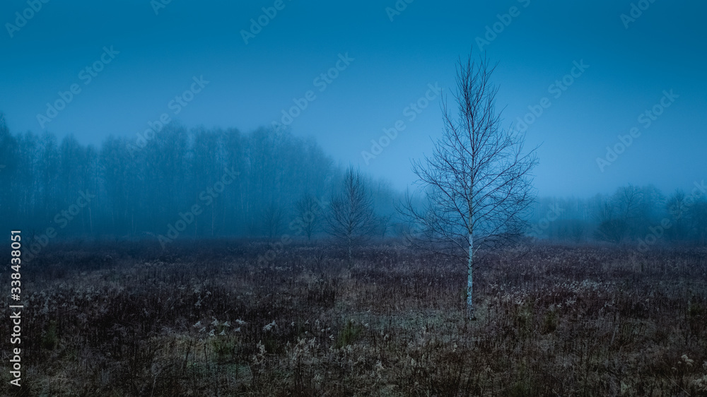 Birch in the field, Europe, Poland, Mazovia Birch in the field, Europe, Poland, Mazovia