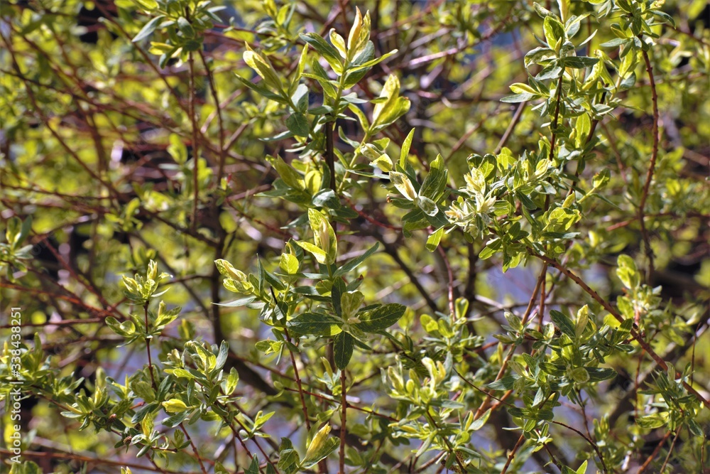 green leaves on a tree green leaves on a tree