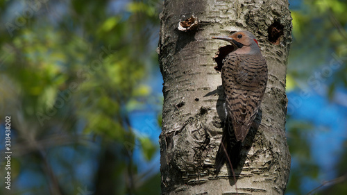 Male northern flicker, colaptes auratus, from the woodpecker family photographed in Toronto's High Park. This is one of the few woodpecker species that migrate and wisely leaves Canada during winter.