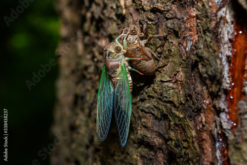 Dog-day cicada newly emerging from it's old exoskeleton during a molt