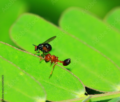 fly insect eat die ant on macro photography © changephoto