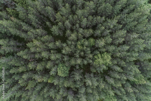 Aerial view of forest, Norway © Mikael