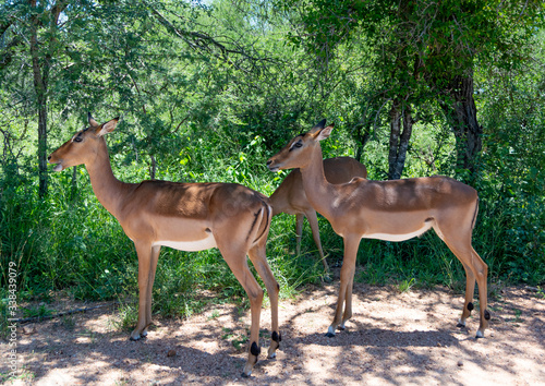 Fototapeta Naklejka Na Ścianę i Meble -  Beautiful springbok are living in the Kruger Park of South Africa