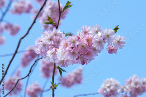 cherry blossom in spring