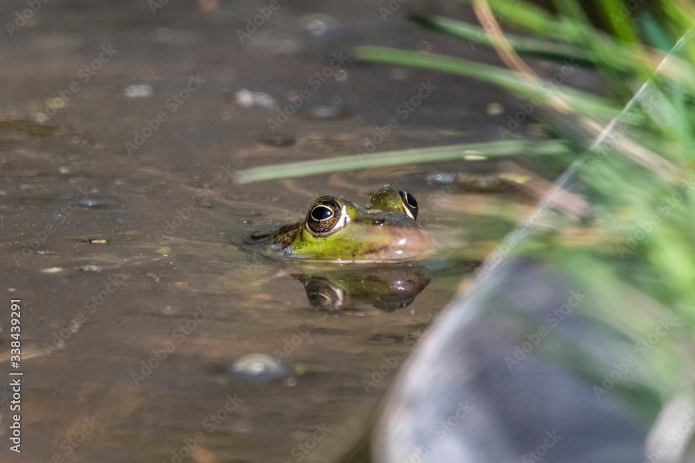 Seefrosch 06 Pelophylax ridibundus Seefrosch 06 Pelophylax ridibundus