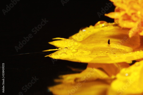 macro dropet and cosmos flower on background photo