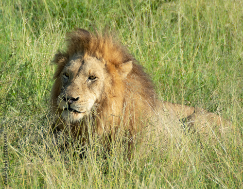 Fototapeta Naklejka Na Ścianę i Meble -  Beautiful portret of a male lion sitting in the field in Kruger Park in South Africa
