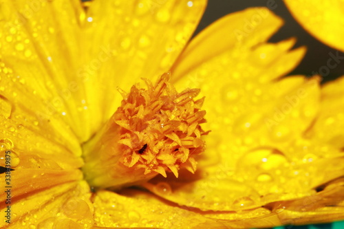 macro dropet and cosmos flower on background photo