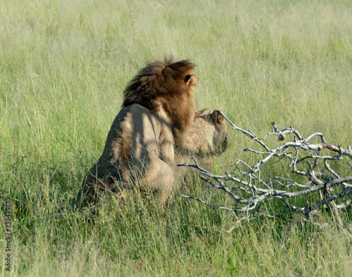 Fototapeta Naklejka Na Ścianę i Meble -  Couple of a male lion and his female lioness are in the field of Kruger Park is South Africa. Male lion is fertilizing his lioness. Having sex