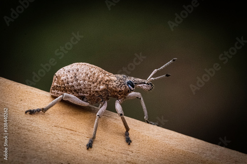 Australian Wattle Pig Weevil on light colored timber
 photo