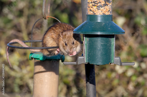 Brown Rat Feeding From A Bird Feeder. Taken at Keyhaven UK photo