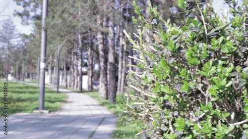 Camera moves from green quickset / hedge to concrete path in a park. Trees, pines and green grass with spring flower on a sunny, bright day. photo