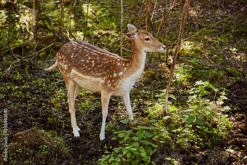 Roe deer in the spring forest