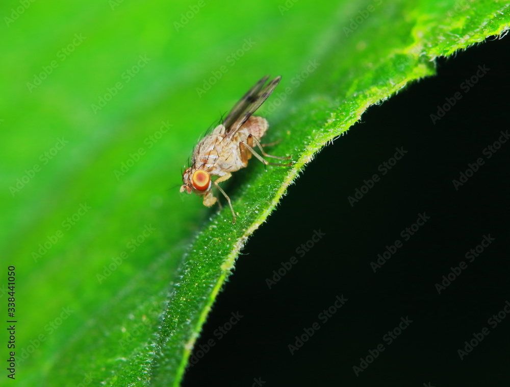 Small fly insects in macro photography on background Small fly insects in macro photography on background