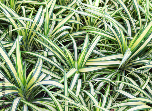green lush Chlorophytum bushes in the garden