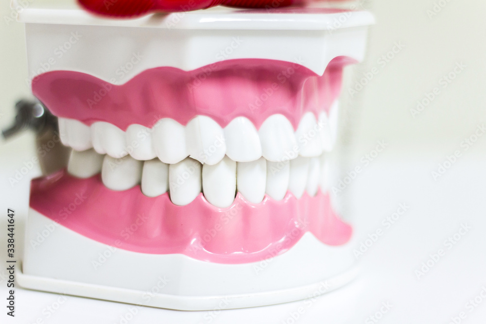 Fototapeta premium Plastic human teeth models isolated on white , Dental department