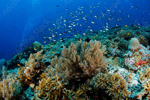 Schooling Fish over Coral Reef in Misool, Raja Ampat. West Papua, Indonesia