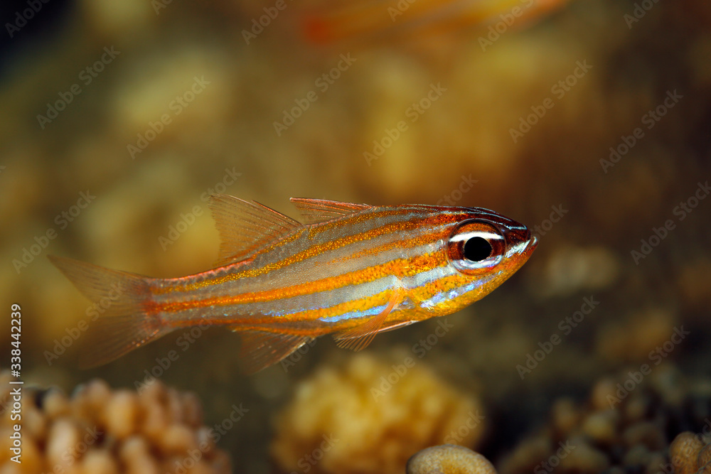 Orange-lined Cardinalfish (Apogon cyanosoma). Raja Ampat, West Papua, Indonesia Orange-lined Cardinalfish (Apogon cyanosoma). Raja Ampat, West Papua, Indonesia
