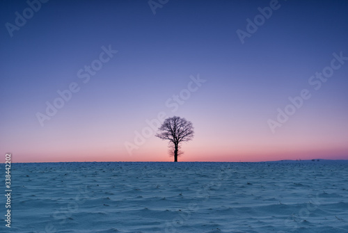 a lonely tree on a winter evening standing in a vast field. winter landscape, blue hour. 