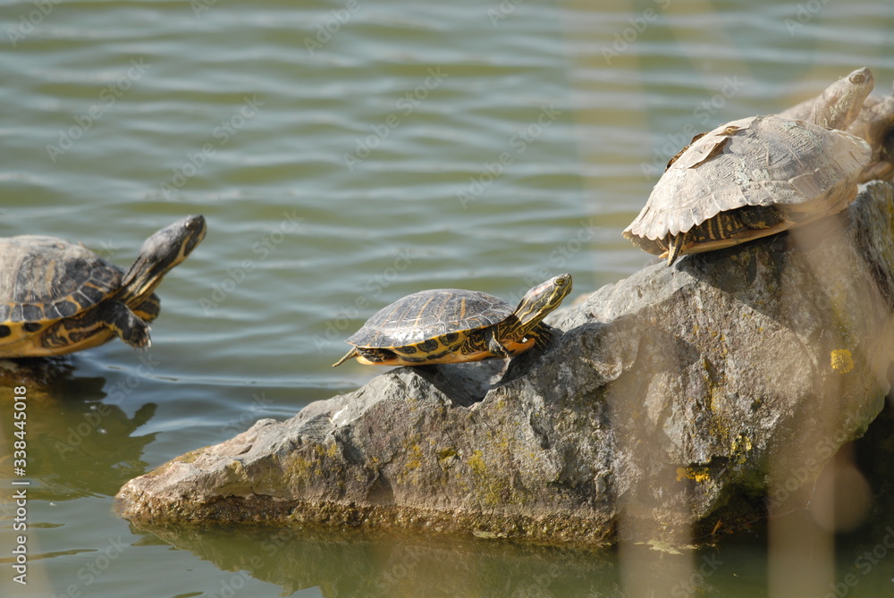 Fototapeta premium TORTUE