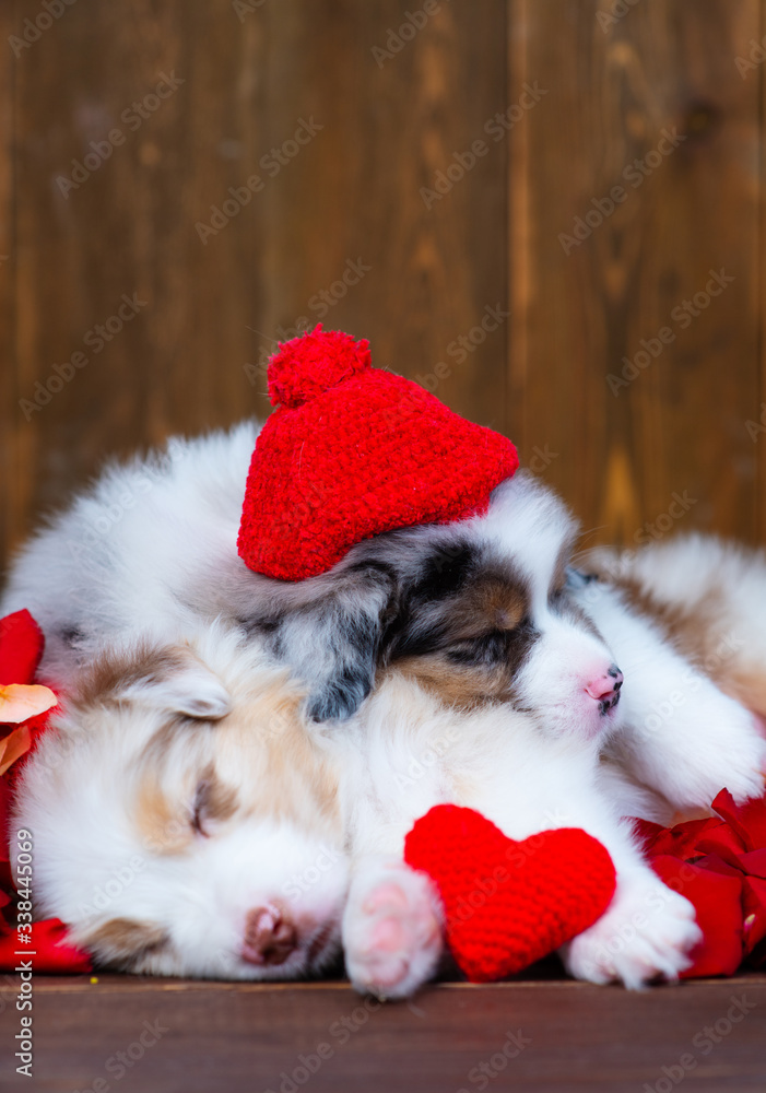 Australian Shepherd puppies sleep in rose petals and hold a small red heart in their paws on a dark wooden floor Australian Shepherd puppies sleep in rose petals and hold a small red heart in their paws on a dark wooden floor