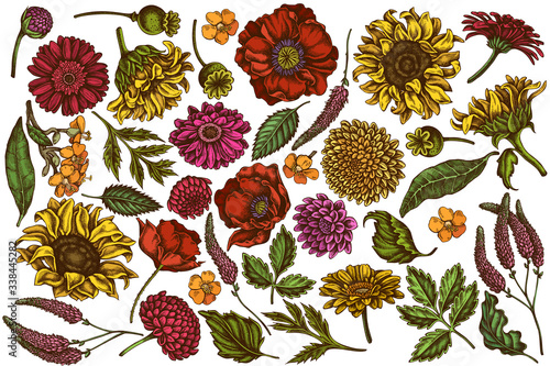 Vector set of hand drawn colored poppy flower, gerbera, sunflower, milkweed, dahlia, veronica