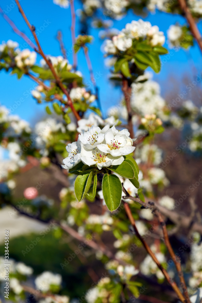 apple tree in bloom apple tree in bloom