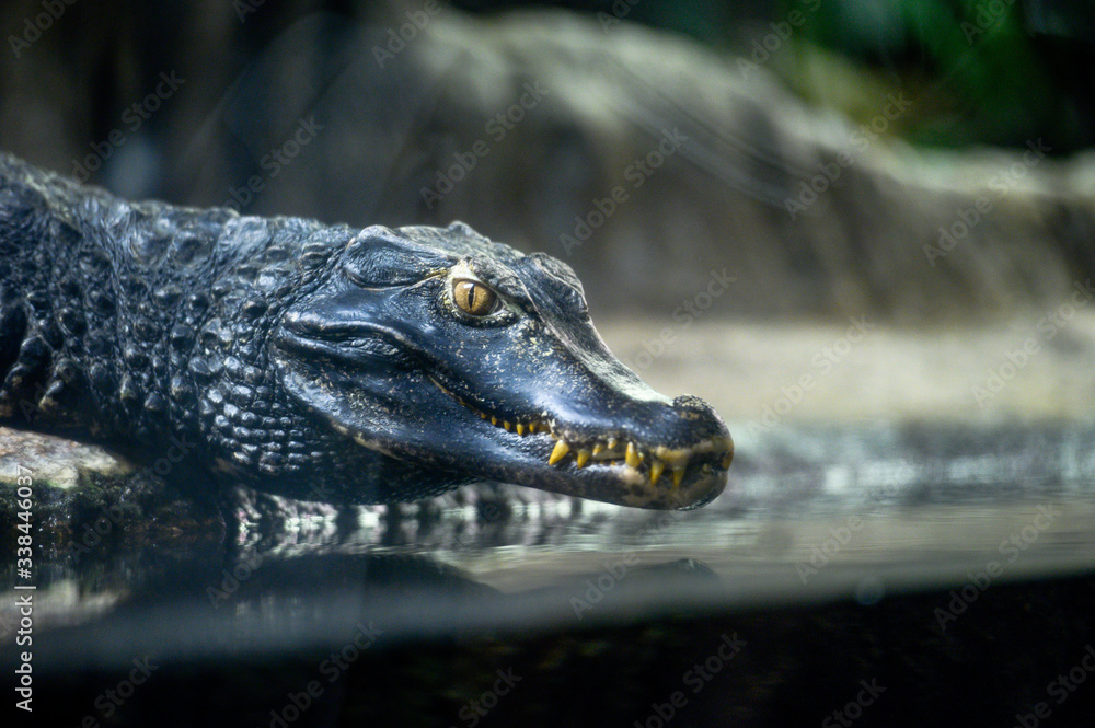 Fototapeta premium Close-up portrait of a crocodile.