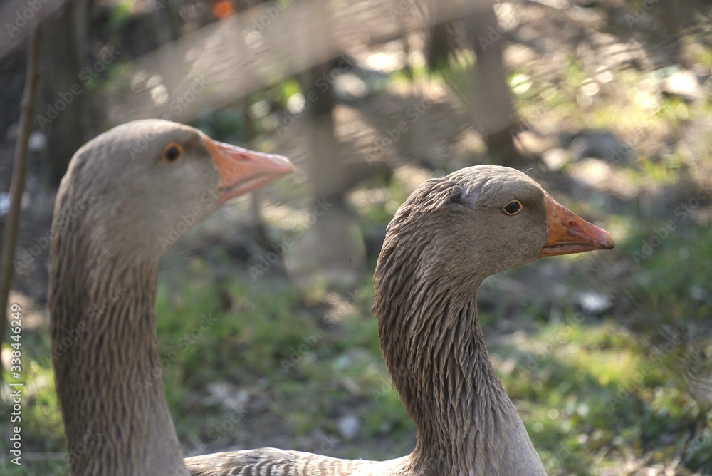 gray goose head gray goose head