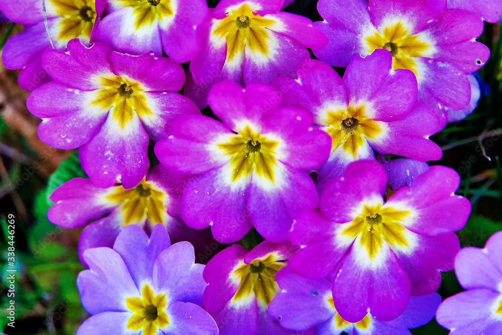 Spring is starting and the fist flowers bloom Spring is starting and the fist flowers bloom