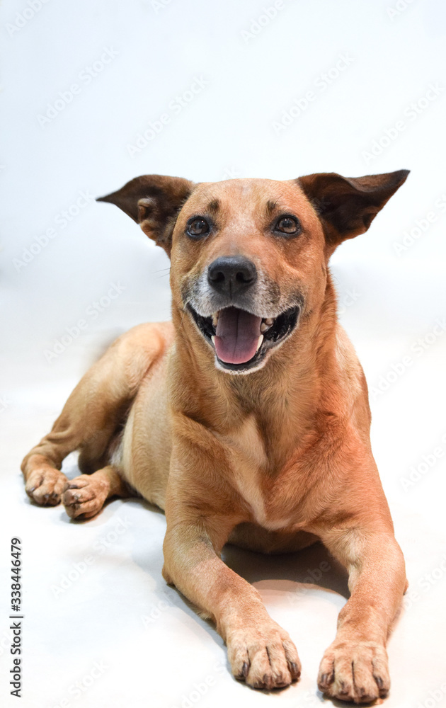 Vira lata caramelo, lying on the floor looking concentrated with open ears  and showing tongue mixed breed dog isolated on white background. Stock  Photo