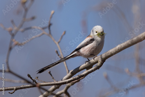 Isolated long-tailed tit perching on a branch with nesting material in its beak