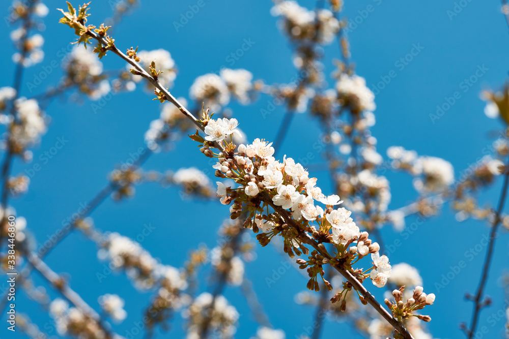 Close up white plum flowers tree blue sky in spring time 