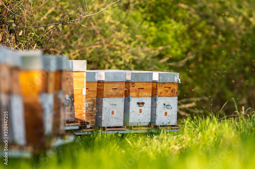 L'envol des butineuses devant les ruchers au printemps