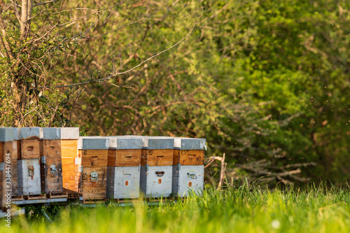 Grande activité des butineuses devant les ruchers au printemps