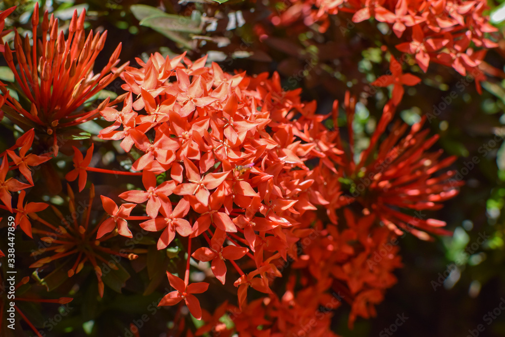 Bunch of Ixora coccinea red flower in a garden Bunch of Ixora coccinea red flower in a garden