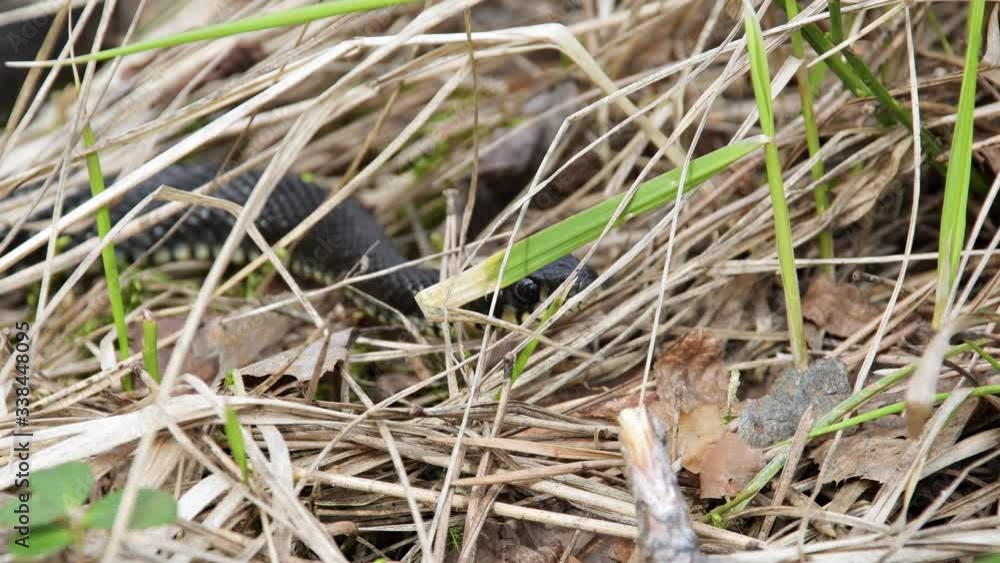 Natrix little snake hides in the grass and runs away Natrix little snake hides in the grass and runs away