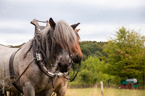 Fotografija Close up of draft horses wearing their work harnesses