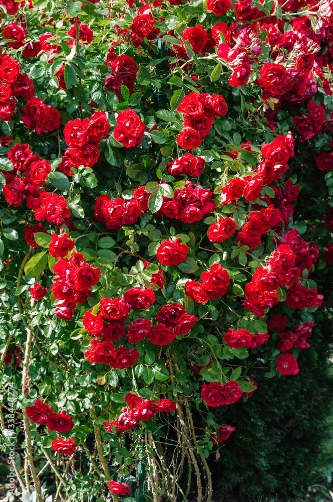 Red garden roses blooming in secret garden. Beautiful nature botany photo wallpaper. Close-up shot of the beautiful flowers. Suitable for floral background.