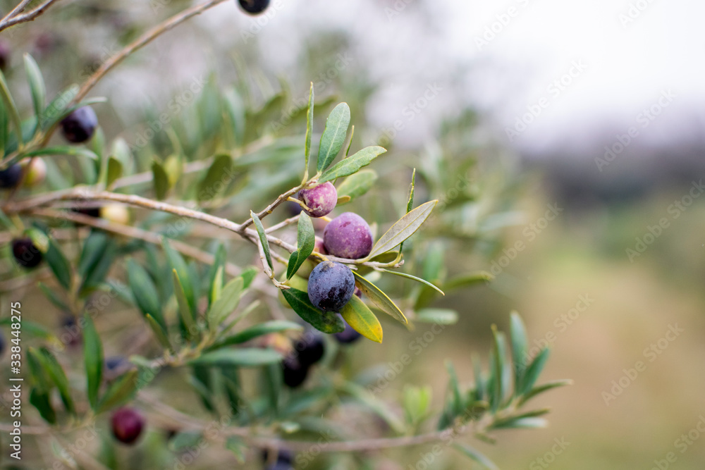 Olive branch with olives in a field Olive branch with olives in a field