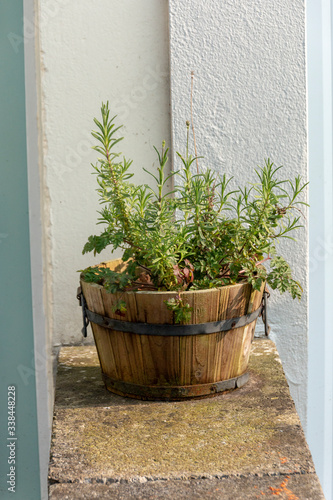 Small Pot Plant