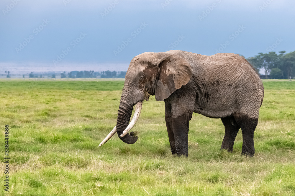 Fototapeta premium An old elephant walking in the savannah in Africa, beautiful animal in the Amboseli park in Kenya 